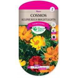 COSMOS SULFUREUS-BRIGHTLIGHTS CAT2