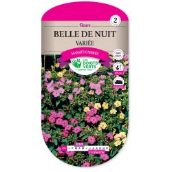 BELLE DE NUIT VARIEE cat2