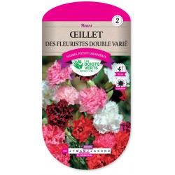 OEILLET DES FLEURISTES DBLE VA cat2
