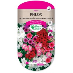 PHLOX DE DRUMMOND GRANDE FLEUR VARIE cat2