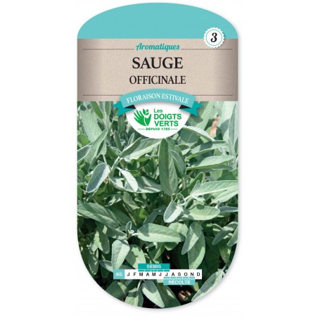 SAUGE OFFICINALE cat3 SAUGE OFFICINALE cat3