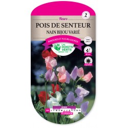 POIS SENTEUR NAIN VARIE