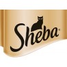 SHEBA