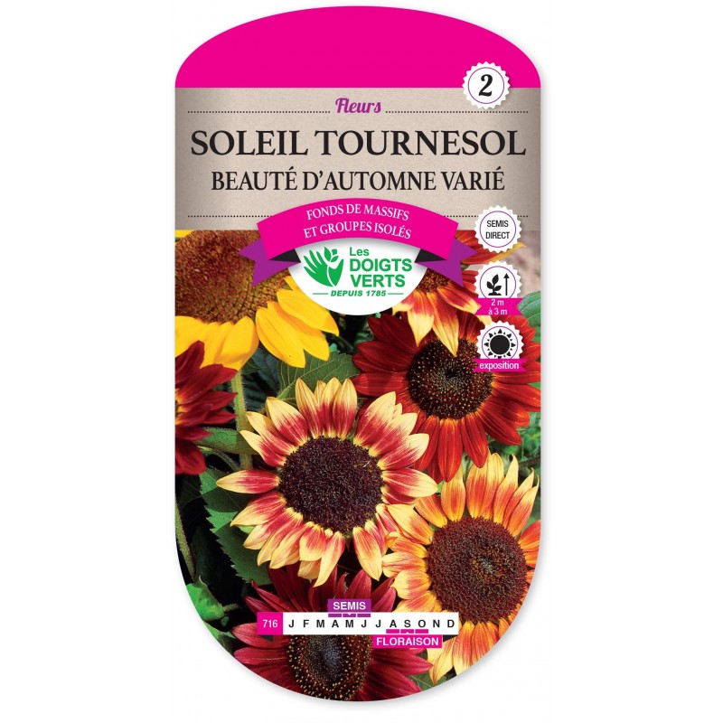 SOLEIL TOURNESOL BEAUTÉ D’AUTOMNE VARIÉ cat2