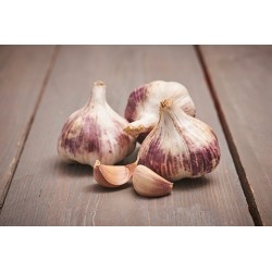 PLANTS D'AIL VIOLET...