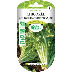 CHICORÉE SCAROLE EN CORNET...