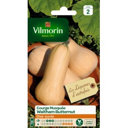 COURGE WALTHAM BUTTERNUT -...