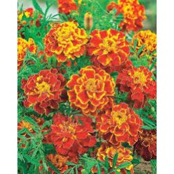 OEILLET D'INDE GODET DE 8CM