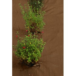 TOILE DE PAILLAGE 1.25X100M...